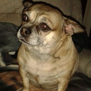 Meet your Posher, Helene